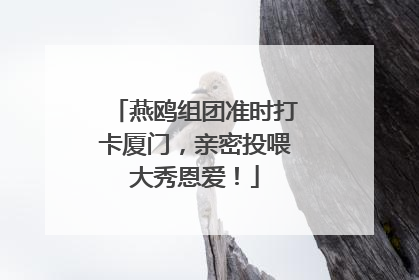 燕鸥组团准时打卡厦门，亲密投喂大秀恩爱！