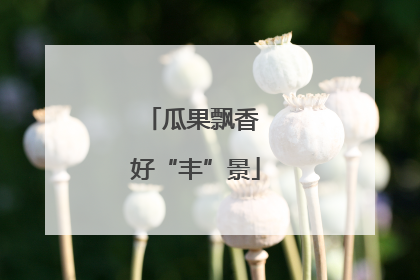 瓜果飘香 好“丰”景