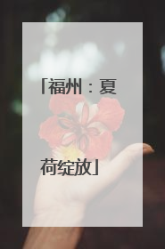 福州：夏荷绽放