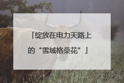 绽放在电力天路上的“雪域格桑花”