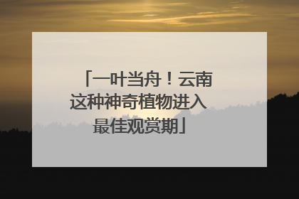 一叶当舟！云南这种神奇植物进入最佳观赏期