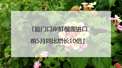 厦门口岸鲜榴莲进口 前5月同比增长10倍