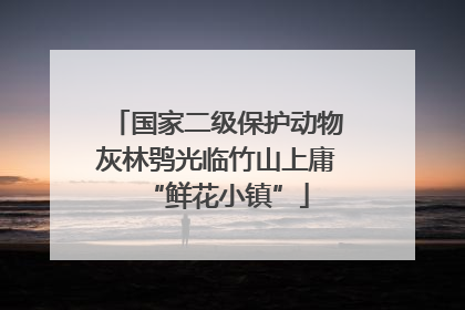 国家二级保护动物灰林鸮光临竹山上庸“鲜花小镇”