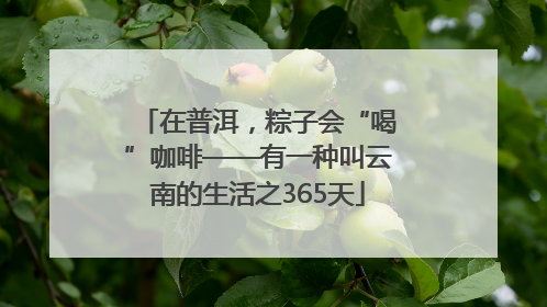 在普洱，粽子会“喝”咖啡——有一种叫云南的生活之365天