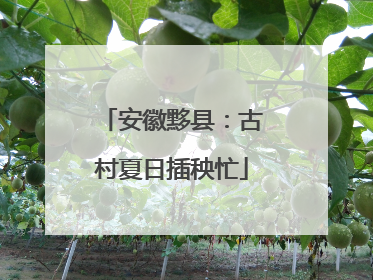 安徽黟县：古村夏日插秧忙