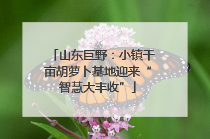 山东巨野：小镇千亩胡萝卜基地迎来“智慧大丰收”