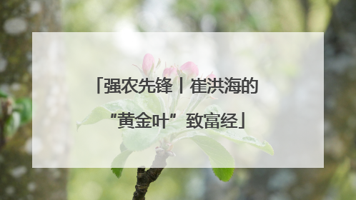 强农先锋丨崔洪海的“黄金叶”致富经