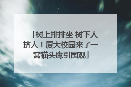 树上排排坐 树下人挤人！厦大校园来了一窝猫头鹰引围观