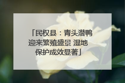 民权县：青头潜鸭迎来繁殖盛景 湿地保护成效显著