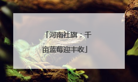 河南社旗：千亩蓝莓迎丰收