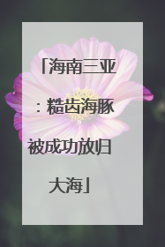 海南三亚：糙齿海豚被成功放归大海