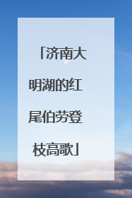 济南大明湖的红尾伯劳登枝高歌