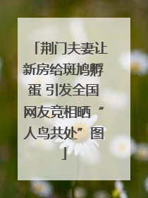 荆门夫妻让新房给斑鸠孵蛋 引发全国网友竞相晒“人鸟共处”图