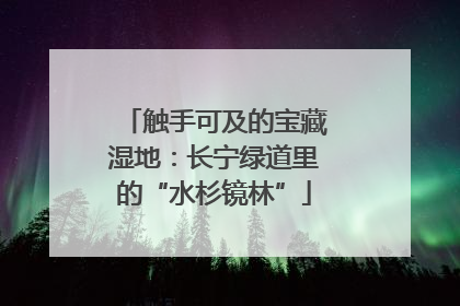 触手可及的宝藏湿地：长宁绿道里的“水杉镜林”