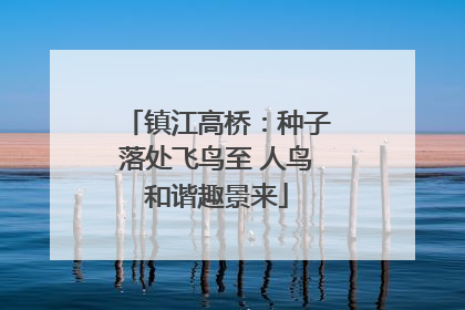 镇江高桥：种子落处飞鸟至 人鸟和谐趣景来