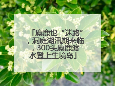 麋鹿也“迷路”，洞庭湖汛期来临，300头麋鹿渡水登上生境岛